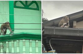 Video Lucu Seekor Monyet Menculik Kucing Lalu Memberinya Pisang