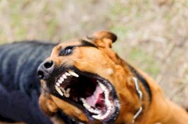 Majikan Kasihan Lihat Anjing Terkurung, Pas Lepas Perempuan Ini Malah Digigit Sampai Tewas