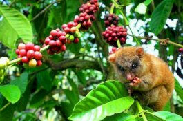 Senandung Kopi Kahayya Digelar Tiga Hari, Ini Jadwalnya