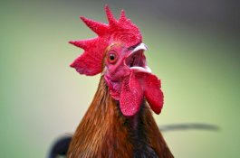 Lagi Ambil Telur, Wanita ini Dipatuk Ayam Sampai Mati