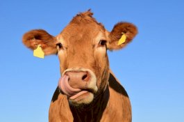 Diam-diam Masuk Hutan, Pria Ini Kedapatan Perkosa Sapi