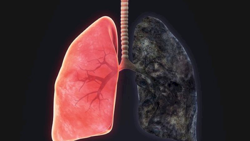 Ilustrasi paru-paru
