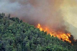 Lahan Hutan Terbakar Paling Banyak di NTT