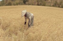 Cuaca Ekstrem, Ribuan Hektare Sawah di Jeneponto Gagal Panen