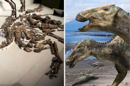 Kerangka Lengkap Dinosaurus Berparuh Bebek Ditemukan
