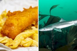 Hiu Langka Terancam Punah Jadi Keripik di London