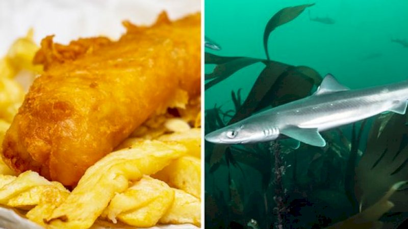 Hiu Langka Terancam Punah Jadi Keripik di London