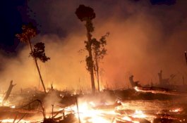 Kebakaran Amazon: Tujuh Negara Teken Pakta Perlindungan Hutan