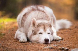 Penyakit Misterius Membunuh Puluhan Anjing di Norwegia