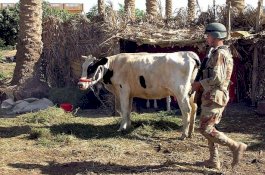 Taktik Baru ISIS: Pasang Bom Bunuh Diri di Tubuh Sapi