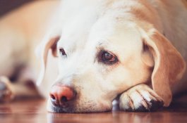 Puluhan Anjing Mati Akibat Penyakit Misterius di Daratan Eropa