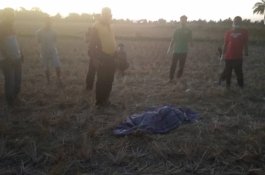 Imam Masjid Cari Sapinya, Malah Temukan Jasad Wanita di Sawah