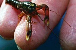 Penyelundupan Baby Lobster Miliaran Rupiah Digagalkan, Pelakunya Warga Makassar