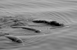 Spesies Paus Baru Ditemukan di Pantai Jepang