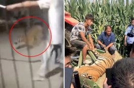 Harimau Mati Tertabrak Mobil Saat Melarikan Diri dari Pertunjukan Sirkus
