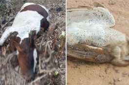 Maksud Hati Racuni Tikus, Namun 40 Sapi yang Mati