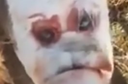 Anak Sapi Mutan Berwajah Manusia Lahir di Argentina