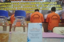 Penyelundupan Ribuan Benih Lobster ke Singapura Digagalkan Polda Sulsel