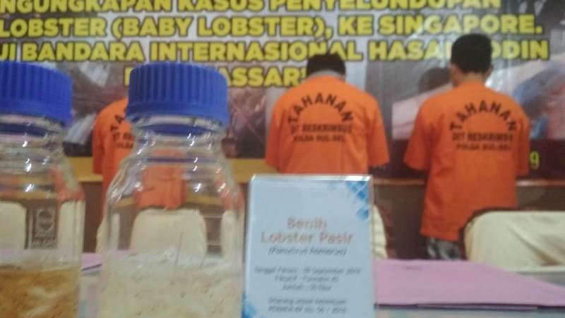 Penyelundupan Ribuan Benih Lobster ke Singapura Digagalkan Polda Sulsel