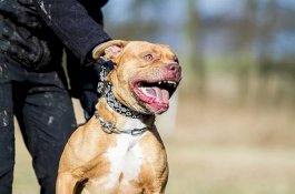 Tersangka Pemerkosa Ditelanjangi dan Alat Kelaminnya Dibiarkan Dimakan Anjing