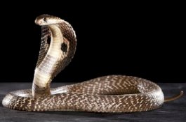 Duduki Ular Kobra yang Tengah Kawin, Dipatuk lalu Tewas Beberapa Menit Kemudian