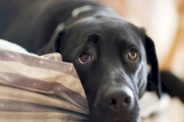 Rayakan Ulang Tahun Peliharaan, Wanita Ini Diajak Hubungan Seks dengan Anjing