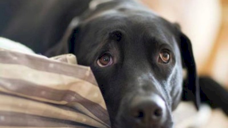 Rayakan Ulang Tahun Peliharaan, Wanita Ini Diajak Hubungan Seks dengan Anjing