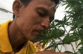 Thailand Bisa Izinkan Orang Tanam Ganja di Rumah