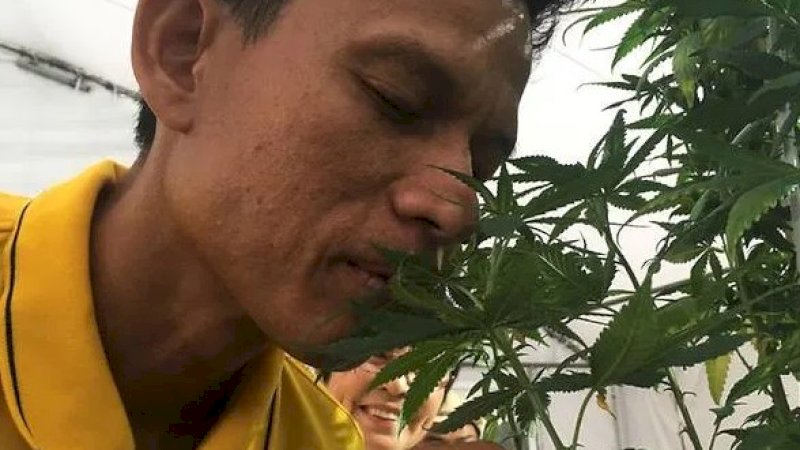Seorang pria mencium bau tanaman ganja di Cannabis Expo di provinsi Buriram, Thailand, 19 April 2019 (Reuters)