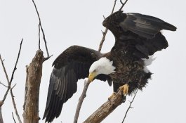 Seorang Anak Tewas Diserang Burung Elang