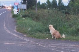 Empat Tahun Menunggu di Pinggir Jalan, Anjing Ini Akhirnya Kembali Bertemu Pemiliknya