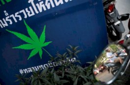 Thailand Siapkan Aturan Boleh Tanam Ganja di Rumah