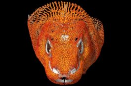 Penelitian Terbaru, Komodo Ternyata Punya 'Baju Zirah'