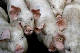 Jepang Musnahkan 753 Babi Karena Terinfeksi Flu Babi