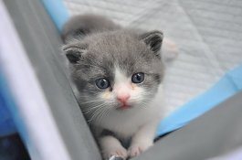 Kesamaan Fisik Capai 90 Persen, China Berhasil Kloning Kucing