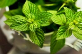 Singkirkan Jerawat Dengan Menggunakan Daun Mint, Begini Caranya
