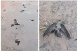 Kabut Asap Indonesia Begitu Berbahaya, Burung-burung Berjatuhan di Jalanan