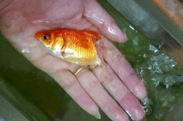 Wanita ini Sembuhkan Ikan Mas yang Setengah Tubuhnya Membusuk