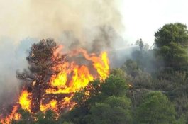 Usul Kasus Karhutla Masuk Kejahatan Luar Biasa, Levelnya Sama Teroris