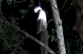 Petani Ditemukan Menggantung di Pohon Petai Samping Rumah, Parang Masih Melingkar di Pinggang