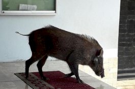 Ibu-Ibu Sedang Pengajian, Tiba-Tiba Babi Hutan ke Toilet lalu Ikut Masuk Masjid
