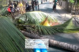 Warga Selayar Tertimpa Pohon saat Naik Motor, Istri Tewas, Suami dan Anak Sekarat