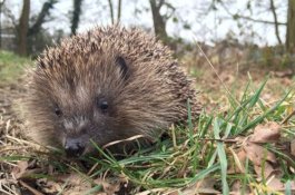 Pilot Hentikan Pesawat untuk Membiarkan Landak Lewat di Landasan