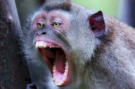 Monyet Ganas Gigit Bocah di Takalar, Korban Mesti Jalani 2 Kali Operasi