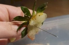 Hati-hati! Kasus Jarum dalam Stroberi Muncul Lagi