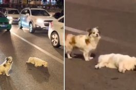 Video Anjing Setia Tunggui Temannya yang Sekarat Tertabrak Mobil