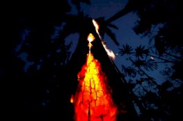 63 Orang Ditahan dan Didenda Terkait Kebakaran Hutan Amazon