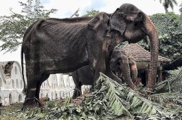 Akhir Tragis Bagi Tikiiri, Gajah Kurus yang Telah Hidup Sebagai Budak