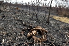 Lebih 2 Juta Hewan Mati Akibat Kebakaran Hutan di Bolivia