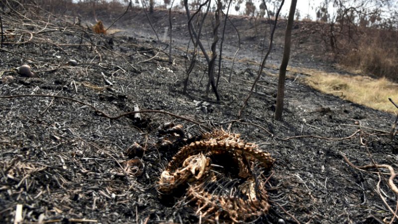 Lebih 2 Juta Hewan Mati Akibat Kebakaran Hutan di Bolivia